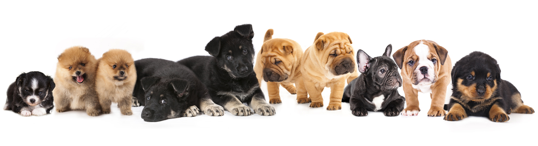 Petland Kennesaw