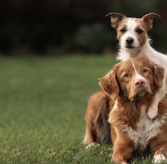 Our Breeders