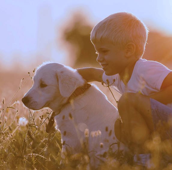 Available Puppies for Sale banner