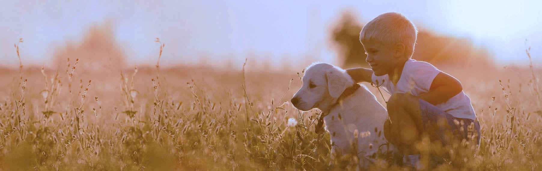 Discover Your Ideal Puppy Match at Petland Racine and Milwaukee! banner