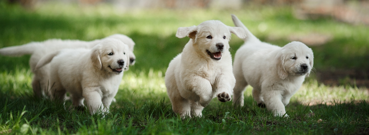 A Day in the Life of a Petland Puppy