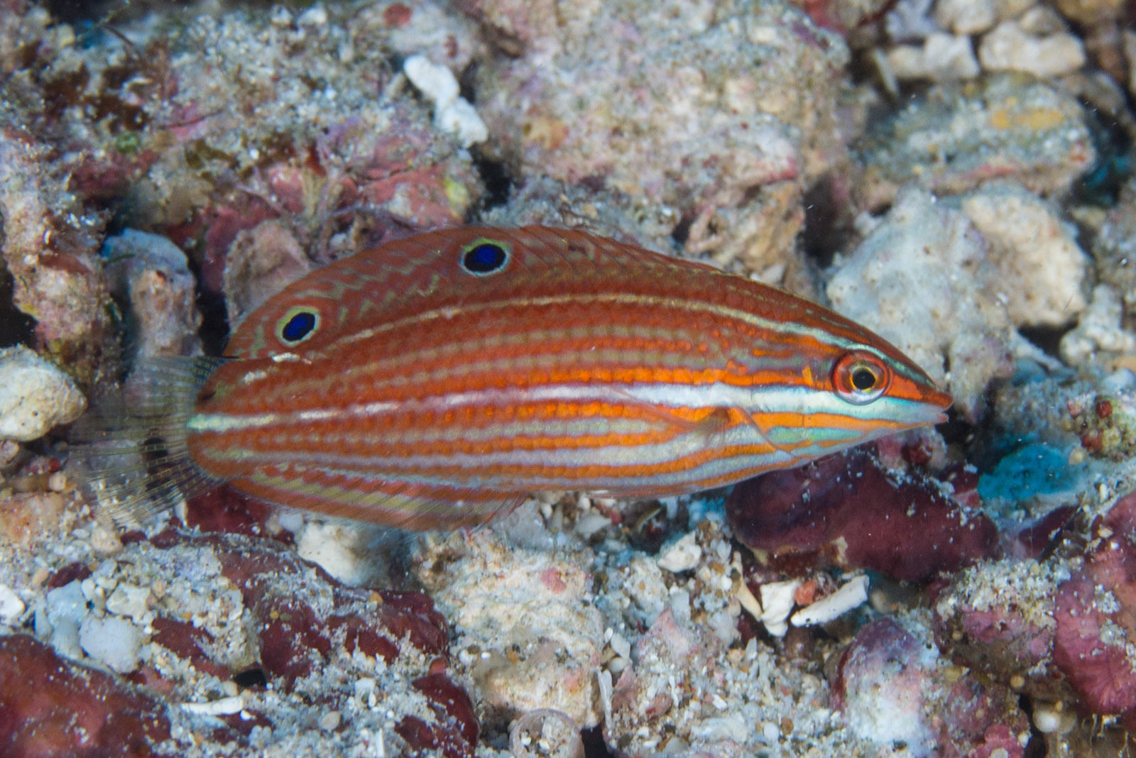 https://www.petlandracine.com/fish/red-lined-wrasse/