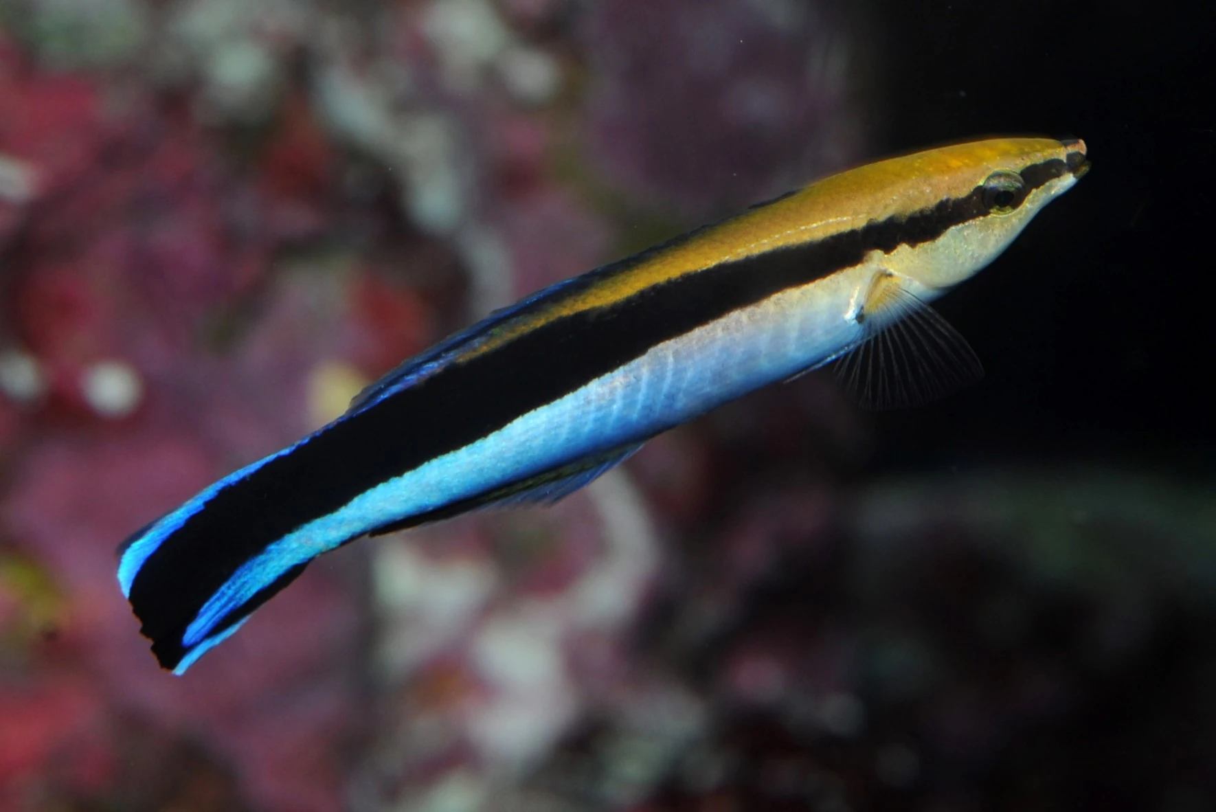 https://www.petlandracine.com/fish/cleaner-wrasse/