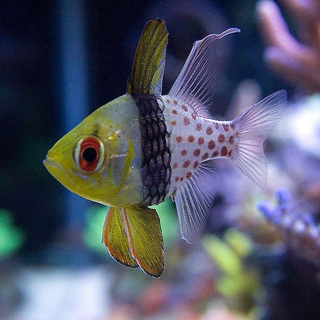 https://www.petlandracine.com/fish/pajama-cardinalfish/