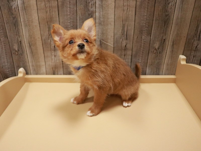 YorkieDOGMaleBrown3633271Petland Racine, WI