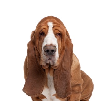 Petland Racine, Wisconsin Basset Hound