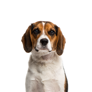 Petland Racine, Wisconsin Beagle