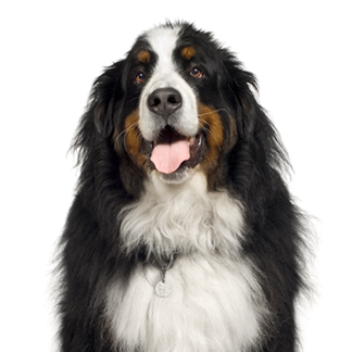 Petland Racine, Wisconsin Bernese Mountain Dog