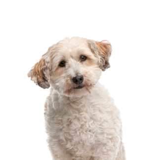 Petland Racine, Wisconsin Bichon Poo