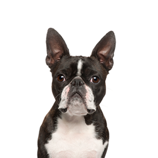 Petland Racine, Wisconsin Boston Terrier