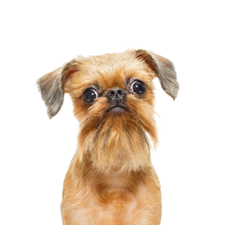 Petland Racine, Wisconsin Brussels Griffon