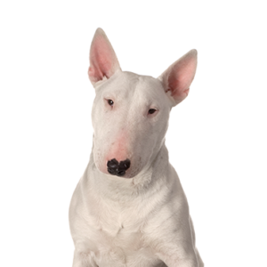 Bull Terrier