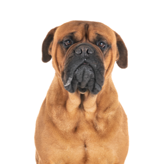 Petland Racine, Wisconsin Bullmastiff