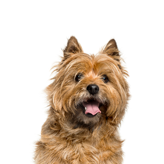 Petland Racine, Wisconsin Cairn Terrier