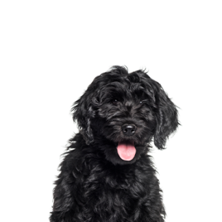 Petland Racine, Wisconsin Cockapoo