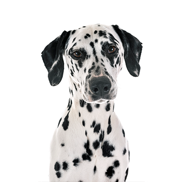 do dalmatian puppies have spots