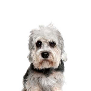 Dandie Dinmont Terrier