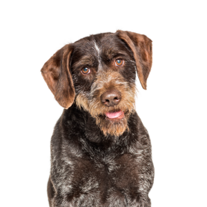 German Wirehaired Pointer