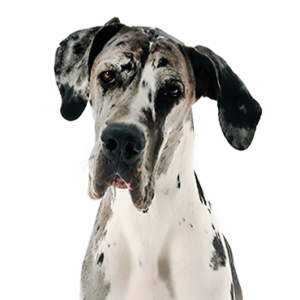 Great Dane