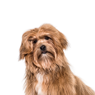 Petland Racine, Wisconsin Havanese