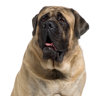 Petland Racine, Wisconsin Mastiff