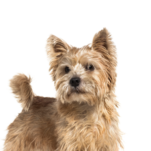 Norwich sales terrier mix