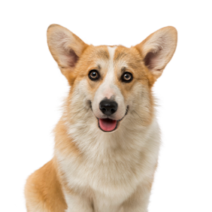 Pembroke Welsh Corgi