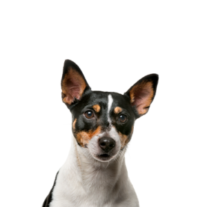 Toy Fox Terrier