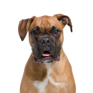 Petland Racine, Wisconsin Boxer