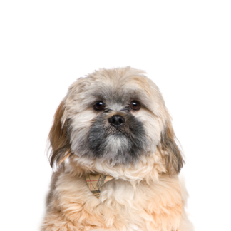 Petland Racine, Wisconsin Cavachon
