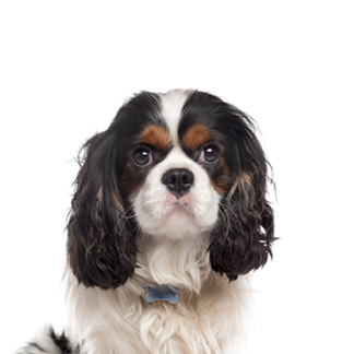 Petland Racine, Wisconsin Cavalier King Charles Spaniel