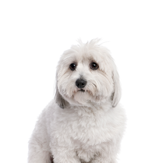 Petland Racine, Wisconsin Coton De Tulear