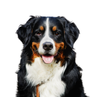 Bernese Mountain Dog