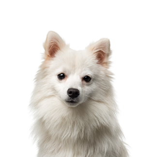 Petland Racine, Wisconsin American Eskimo DOG