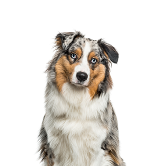 Petland Racine, Wisconsin Australian Shepherd
