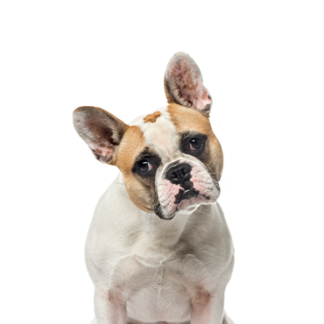 Petland Racine, Wisconsin French Bulldog