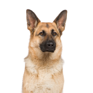 Petland Racine, Wisconsin German Shepherd