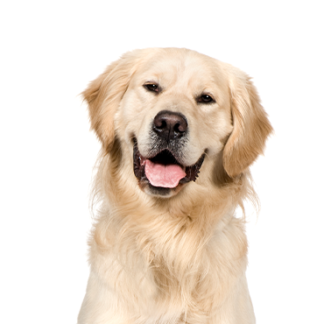 Petland Racine, Wisconsin Golden Retriever