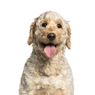 Petland Racine, Wisconsin Goldendoodle