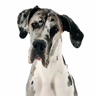 Petland Racine, Wisconsin Great Dane