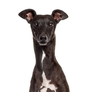 Petland Racine, Wisconsin Italian Greyhound