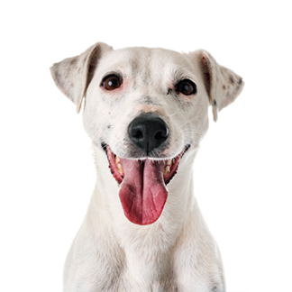 Petland Racine, Wisconsin Jack Russell Terrier