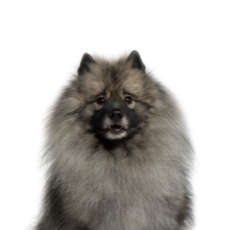 Petland Racine, Wisconsin Keeshond