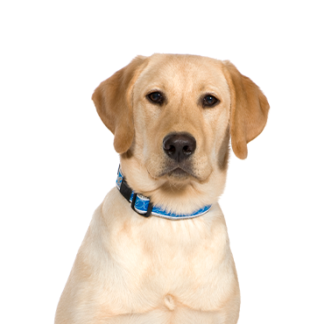 Petland Racine, Wisconsin Labrador Retriever