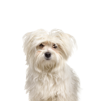 Petland Racine, Wisconsin Maltipom