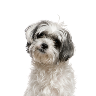Petland Racine, Wisconsin Malshi