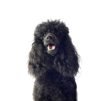 Petland Racine, Wisconsin Miniature Poodle