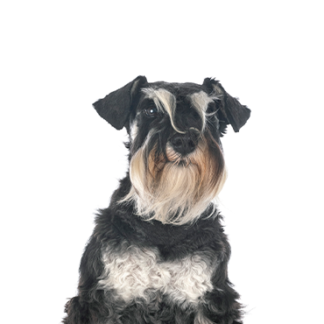 Petland Racine, Wisconsin Miniature Schnauzer