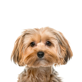 Petland Racine, Wisconsin Morkie