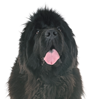 Petland Racine, Wisconsin Newfoundland